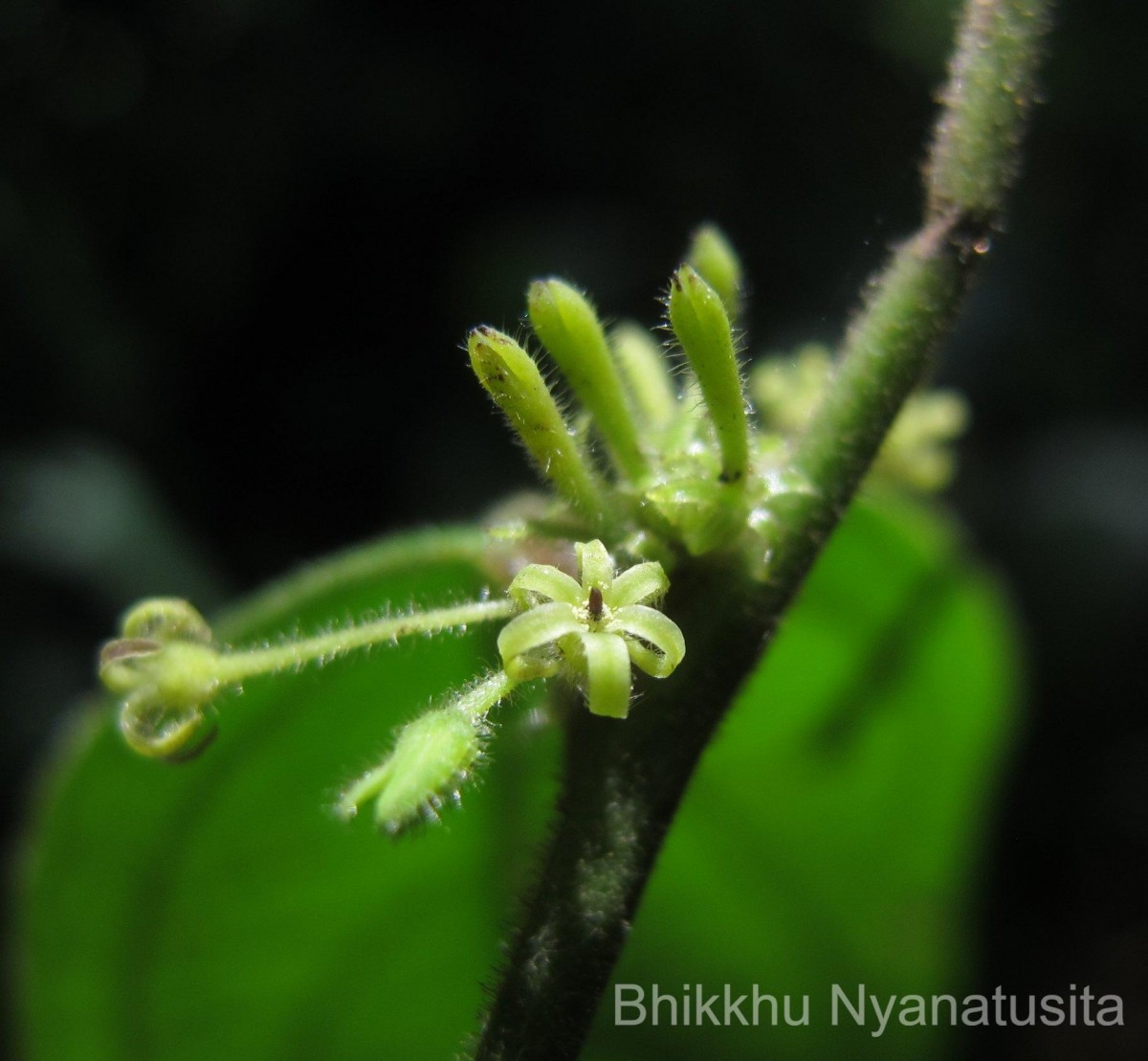 Glochidion moonii Thwaites